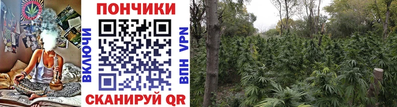 OMG ONION  Бердск  Бошки марихуана VHQ 